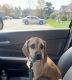 Puggle Puppies for sale in Columbus, OH, USA. price: NA