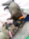 Puggle Puppies for sale in Owings Mills, MD, USA. price: NA