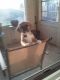 Puggle Puppies for sale in Norman, OK, USA. price: NA