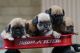 Puggle Puppies for sale in Nappanee, IN 46550, USA. price: $1,100