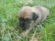 Puggle Puppies for sale in Nappanee, IN 46550, USA. price: NA