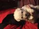 Puli Puppies for sale in Cape Girardeau, MO, USA. price: $1,100