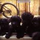 Puli Puppies for sale in 58503 Rd 225, North Fork, CA 93643, USA. price: $600