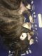 Puli Puppies for sale in Cleveland, OH 44109, USA. price: $1,000