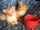 Puli Puppies for sale in F1B Atlantic Blvd, Jacksonville, FL 32224, USA. price: $600