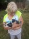 Pumi Puppies for sale in Englewood, OH, USA. price: $400