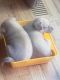 Pumi Puppies for sale in Seattle, WA, USA. price: NA