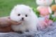 Pumi Puppies for sale in Union Square, New York, NY 10003, USA. price: NA
