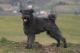 Pumi Puppies for sale in Co Rd 1123, Texas, USA. price: $450