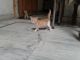 Punjabi Cats for sale in Meerut, Uttar Pradesh, India. price: 300 INR