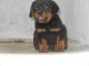 Rottweiler Puppies for sale in Thiruvananthapuram, Kerala 695001, India. price: 7500 INR