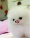 Pomeranian Puppies for sale in Corpus Christi, TX, USA. price: NA