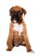 Boxer Puppies for sale in Clearwater, FL, USA. price: NA