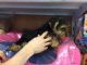 Yorkshire Terrier Puppies for sale in Arlington, VA, USA. price: NA