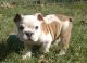 English Bulldog Puppies for sale in Alma, AR 72921, USA. price: NA