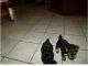 Yorkshire Terrier Puppies for sale in Dover, DE, USA. price: NA