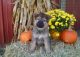German Shepherd Puppies for sale in Millersburg, OH 44654, USA. price: NA