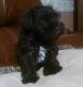 Miniature Schnauzer Puppies for sale in Fayetteville, NC, USA. price: NA