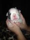 American Pit Bull Terrier Puppies for sale in North Port, FL, USA. price: NA