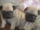 Pug Puppies for sale in Providence, RI, USA. price: NA
