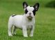 French Bulldog Puppies for sale in Mbanga, Cameroon. price: NA