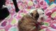 English Bulldog Puppies for sale in Independence, MO, USA. price: NA