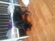 Rottweiler Puppies for sale in Akron, OH, USA. price: NA