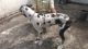 Great Dane Puppies for sale in Visakhapatnam, Andhra Pradesh 530001, India. price: 22000 INR
