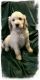 Goldendoodle Puppies for sale in Spokane, WA, USA. price: NA