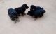 German Shepherd Puppies for sale in Odhan, Haryana 125077, India. price: 8000 INR