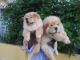 Chow Chow Puppies for sale in . price: 100000 LKR