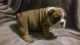 English Bulldog Puppies for sale in Victorville, CA, USA. price: $1,800