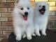 Japanese Spitz Puppies for sale in Lubbock, TX, USA. price: $250