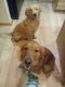 Golden Retriever Puppies for sale in Cle Elum, WA 98922, USA. price: $1,000