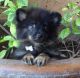 Pomeranian Puppies for sale in Simi Valley, CA, USA. price: NA