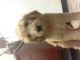 Golden Doodle Puppies for sale in Davie, FL, USA. price: NA