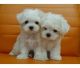Maltese Puppies for sale in Lawton, OK, USA. price: NA