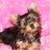 Alaunt Puppies for sale in Concord, CA, USA. price: NA