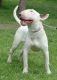 Bull and Terrier Puppies for sale in Tampa, FL, USA. price: NA