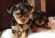 Yorkshire Terrier Puppies for sale in Camden Wyoming, Camden, DE 19934, USA. price: $200