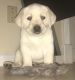 Labrador Retriever Puppies for sale in Hamilton, OH, USA. price: NA