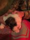 English Bulldog Puppies for sale in Coshocton, OH 43812, USA. price: NA