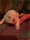 English Bulldog Puppies for sale in Coshocton, OH 43812, USA. price: NA