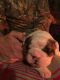 English Bulldog Puppies for sale in Coshocton, OH 43812, USA. price: $1,900