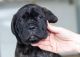 Cane Corso Puppies for sale in Coral Springs, FL, USA. price: NA