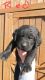Labrador Retriever Puppies for sale in Wickliffe, KY 42087, USA. price: NA