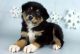 Australian Shepherd Puppies for sale in Concord, CA, USA. price: $350