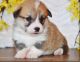 Pembroke Welsh Corgi Puppies for sale in Brunswick, MD, USA. price: NA