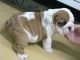 American Bulldog Puppies for sale in Oklahoma City, OK, USA. price: NA