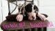 Great Dane Puppies for sale in Moreno Valley, CA, USA. price: NA